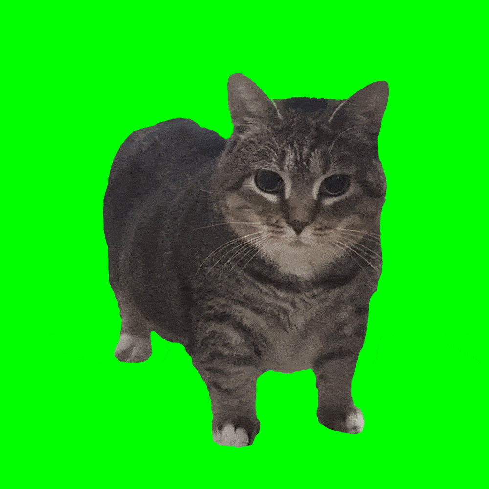 oiia cat